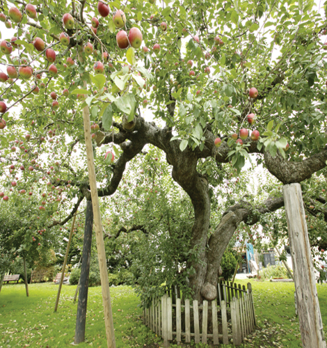 日本一長寿のりんごの木