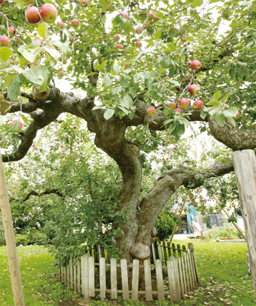 最古のりんごの木